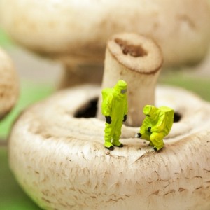mushroom (800x531)